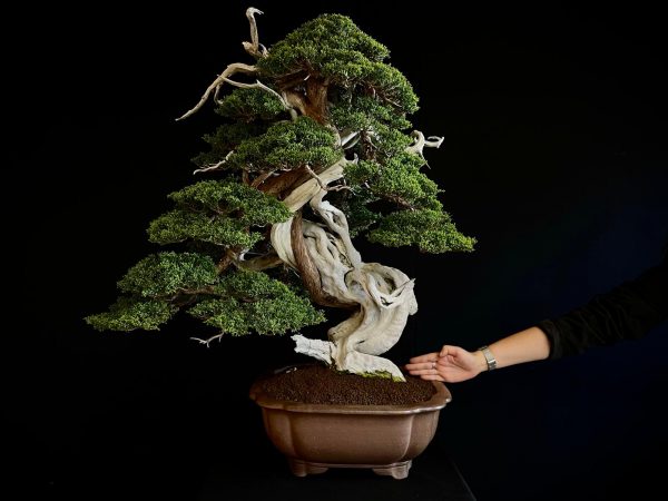 60032 Juniperus chinensis itoigawa