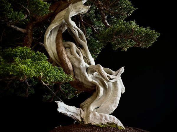 60032 Juniperus chinensis itoigawa