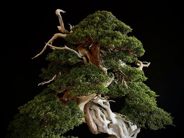 60032 Juniperus chinensis itoigawa