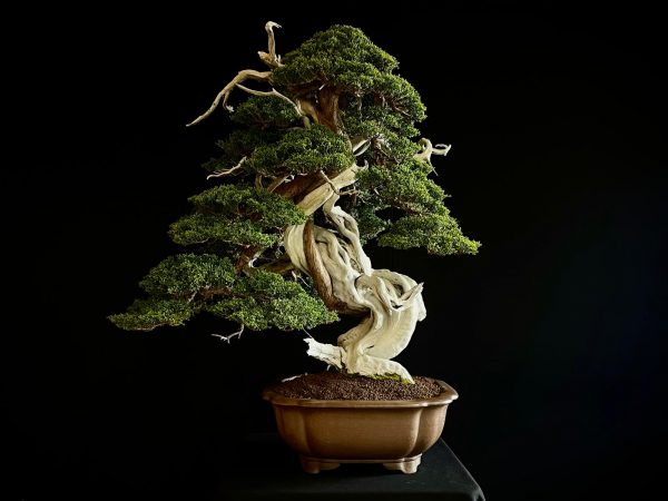 60032 Juniperus chinensis itoigawa