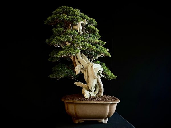 60032 Juniperus chinensis itoigawa