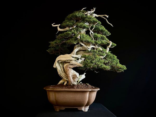 60032 Juniperus chinensis itoigawa