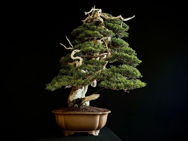 60032 Juniperus chinensis itoigawa