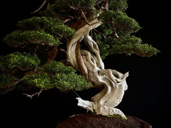 60032 Juniperus chinensis itoigawa