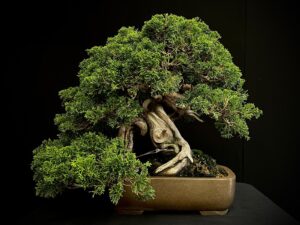 60961 JUNIPERUS CHINENSIS ITOIWAGA