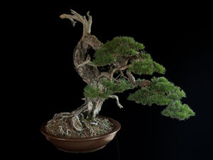 60993 Pinus sylvestris