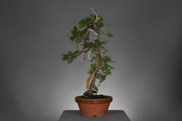 61076 Juniperus chinensis Ito (8)