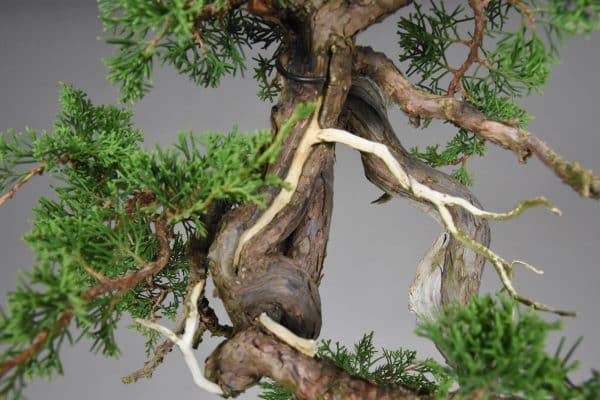 61076 Juniperus chinensis Ito (8)