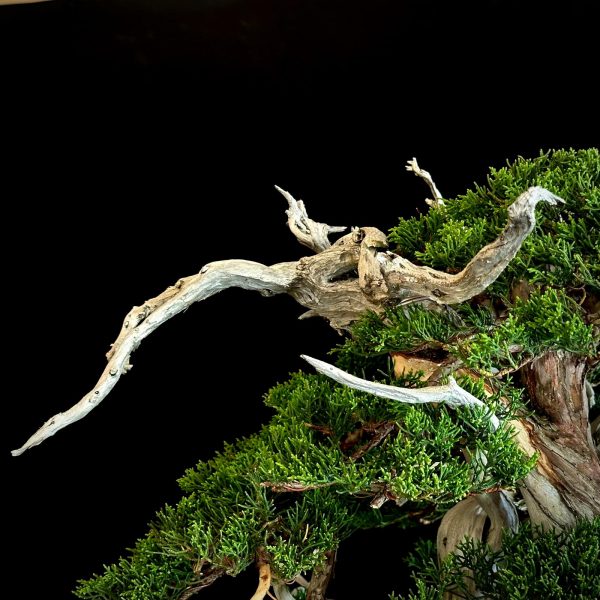 Juniperus chinensis Itoigawa. 80↕x75↔ Maceta Tokoname Gyozan. Absolutamente brutal! Sobran las palabras.