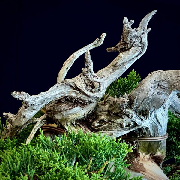 Juniperus chinensis Itoigawa. 80↕x75↔ Maceta Tokoname Gyozan. Absolutamente brutal! Sobran las palabras.