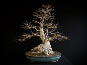61204 CARPINUS