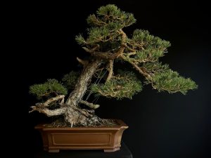 61206 PINUS SYLVESTRIS