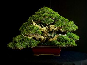 Juniperus chinensis itoigawa SKU: 19I-6363