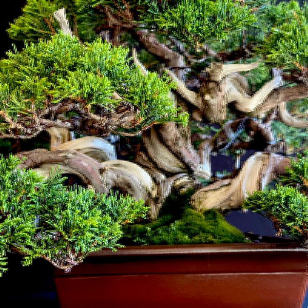 juniperus chinensis itoigawa SKU: 19I-6363