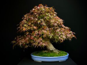 2022I-9059 ACER PALMATUM