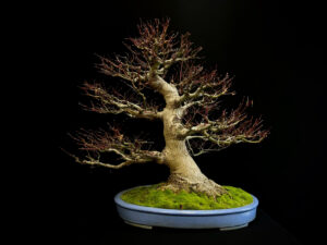 2022I-9059 acer palmatum