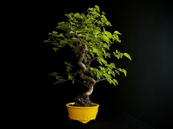 61106 PRUNUS