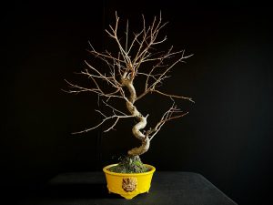 61106 PRUNUS