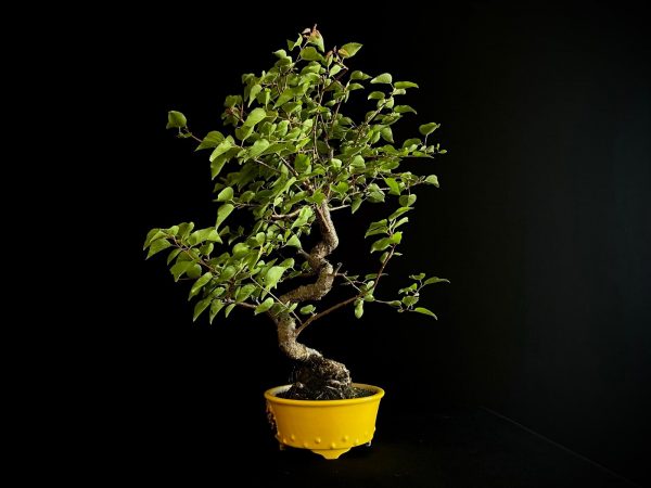 61106 PRUNUS