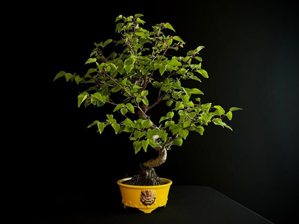 61106 PRUNUS