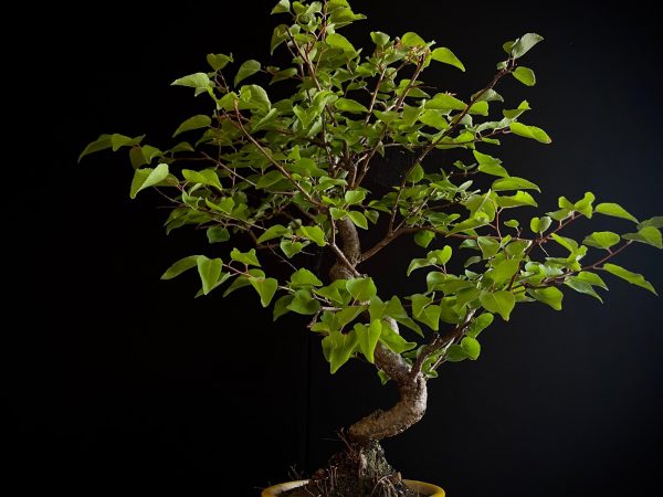 61106 PRUNUS