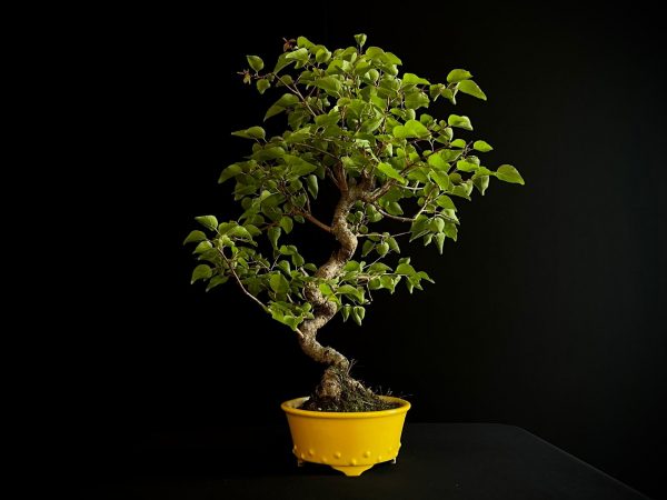61106 PRUNUS
