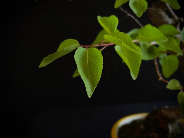 61106 PRUNUS
