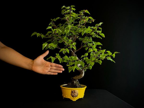 61106 PRUNUS