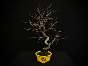 61106 PRUNUS ARMENIACA