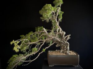 PINUS SYLVESTRIS