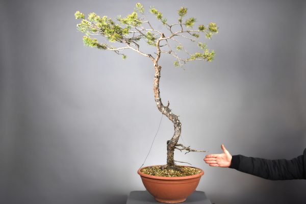 Pinus sylvestris (12) - Imagen 5