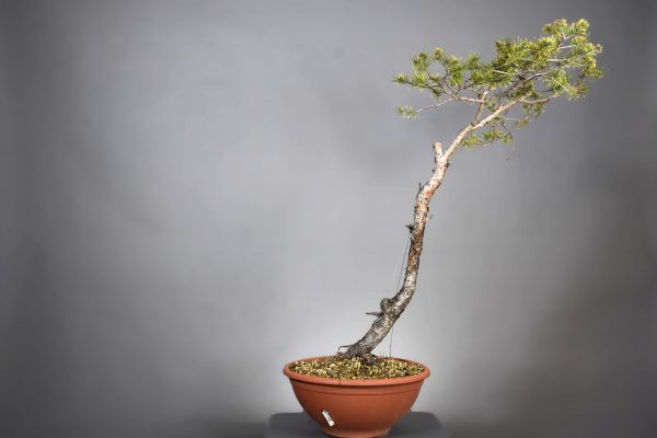Pinus sylvestris (12) - Imagen 4