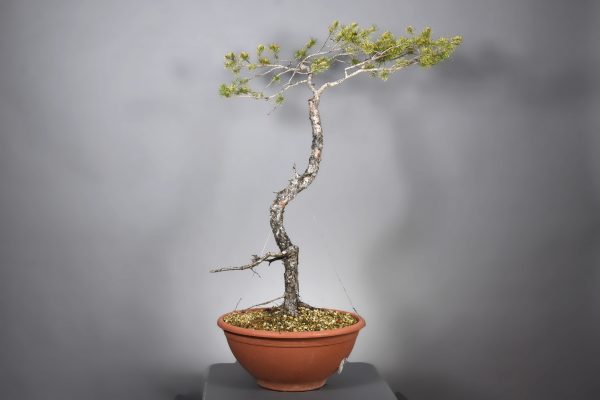 Pinus sylvestris (12) - Imagen 3