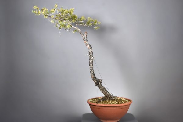 Pinus sylvestris (12) - Imagen 2