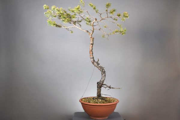 Pinus sylvestris (12)