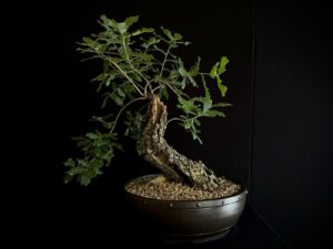 61373 quercus faginea