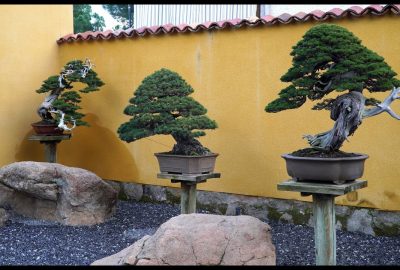 My bonsai garden Explore our travel and event stories