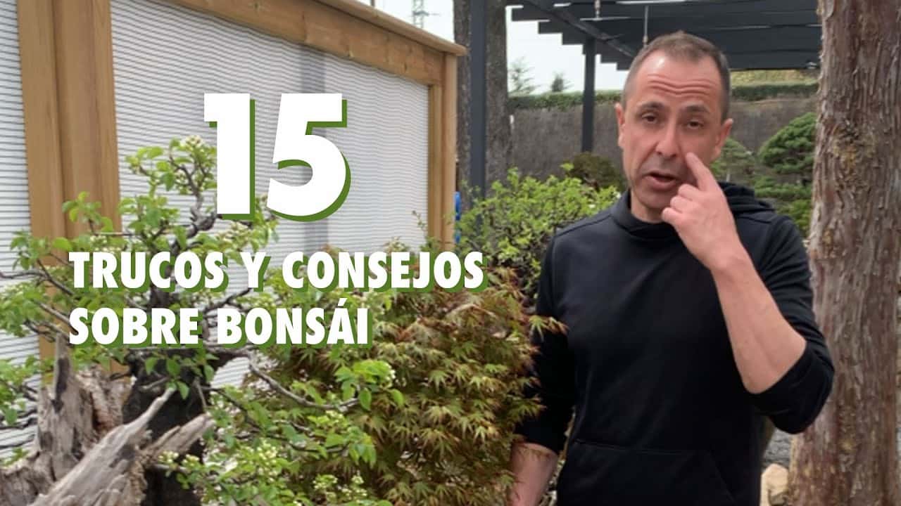 15 bonsai tips and tricks
