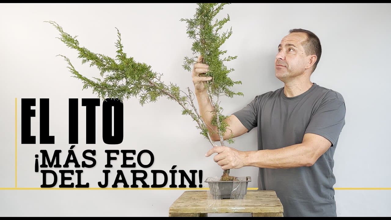 Cómo transformé el ito más feo del jardín en un bonsái espectacular
