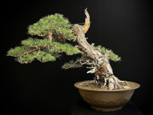 17N-4755 PINUS SYLVESTRIS