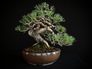 PINUS SYLVESTRIS