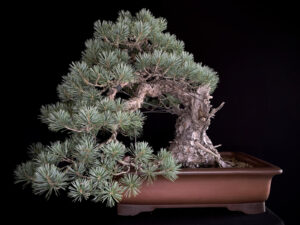 PINUS SYLVESTRIS