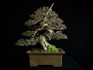 60963 JUNIPERUS CHINENSIS