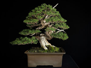 JUNIPERUS CHINENSIS
