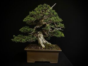 JUNIPERUS CHINENSIS ITOIWAGA