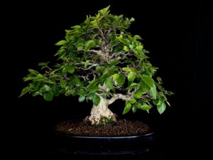 CARPINUS TURCZANINOVII