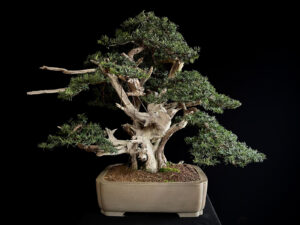 60898 Taxus cuspidata