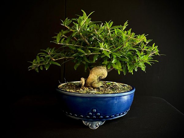 61467 PUNICA GRANATUN NEJIKAN