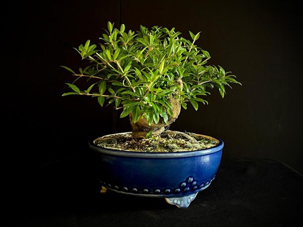 61467 PUNICA GRANATUN NEJIKAN