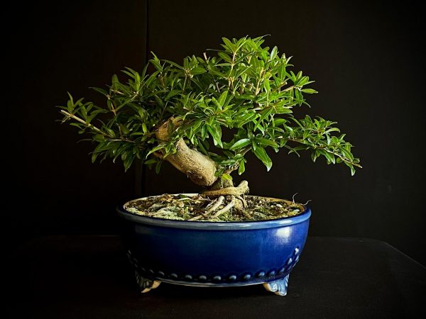 61467 PUNICA GRANATUN NEJIKAN